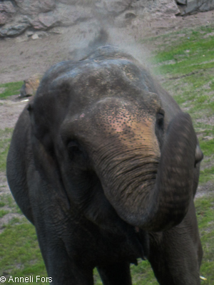 Elephant Kolmården