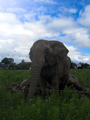 Elephant Maximum 2014