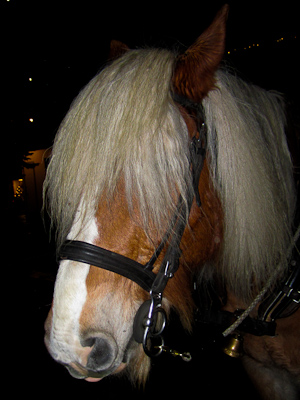 Horse-1