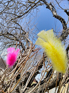 Feathers Outside