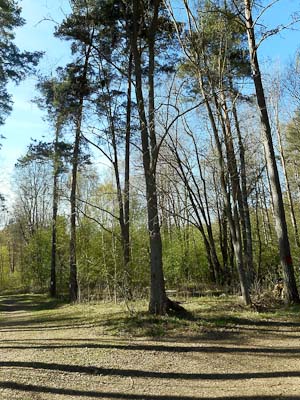 Träd Borlänge (1 av 1)
