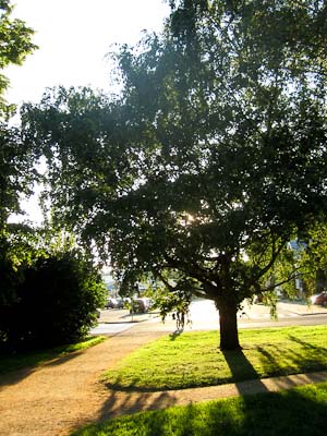 Träd Åbo (1 av 1)