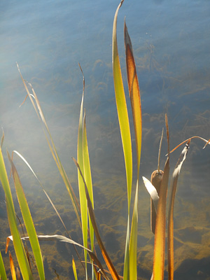 Reed Plant