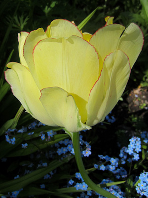 Yellow Flower (1 av 1)