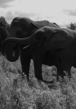 Elephants Circus Maximum