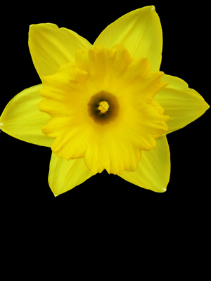 daffodil_yellow