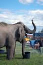 Elephants Circus Maximum