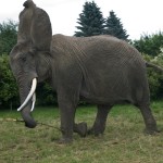 elephant_big_ear_circus_scott