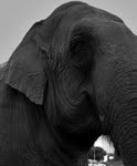 elephant_circus_maximum