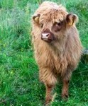 highland_cattle