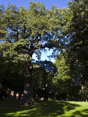 Tree Stockholm