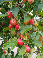 Eco Apples