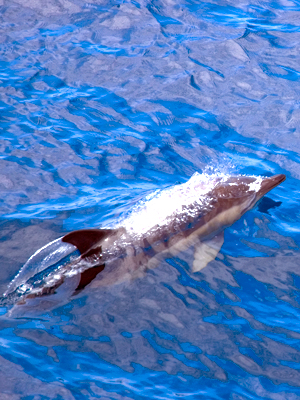 Wild dolphins in the Azores